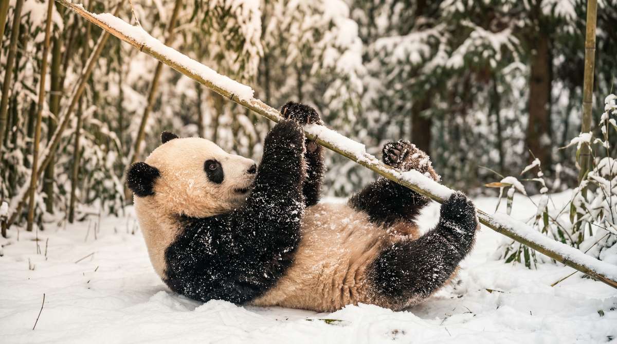 免费看片今日推荐熊猫视频