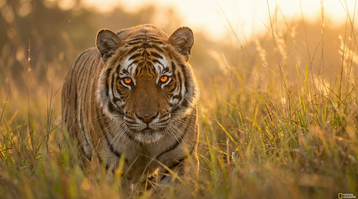 免费看片今日推荐老虎视频